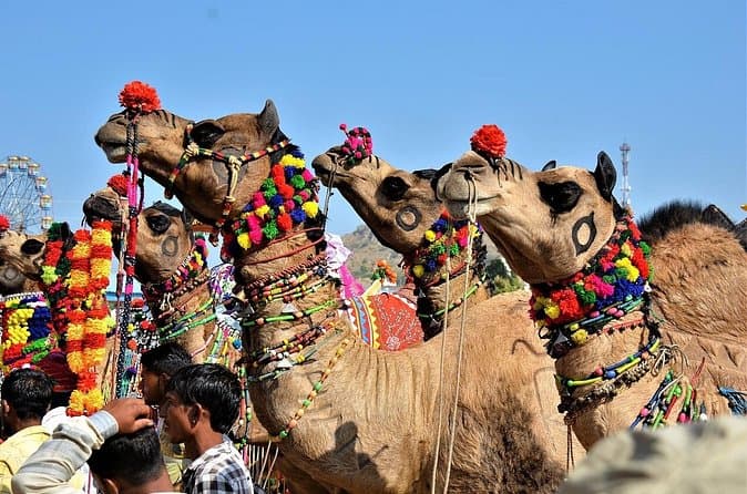 Compare Best Jaipur-Pushkar Day Tours