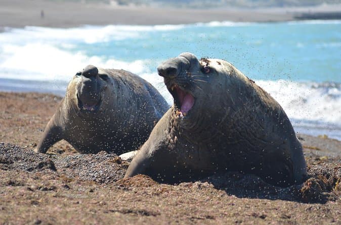 Compare Top Whale Tours in Puerto Madryn
