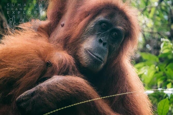 Best Bukit Lawang Jungle Trekking & Wildlife Tours
