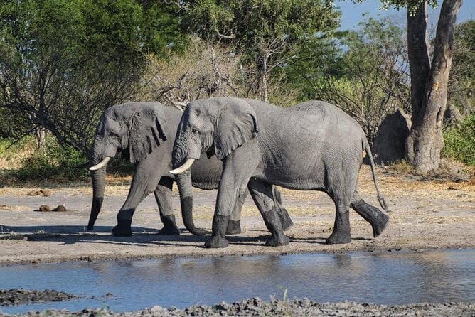 Moremi Day Trip Safari Adventure