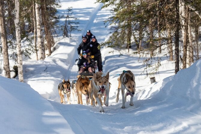 Dog Sledding & Animal Adventures