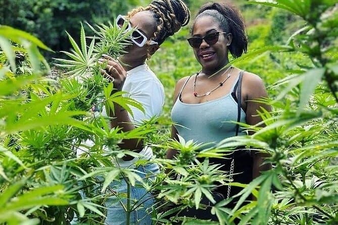 Authentic Jamaican Cannabis Culture & Farm Tours