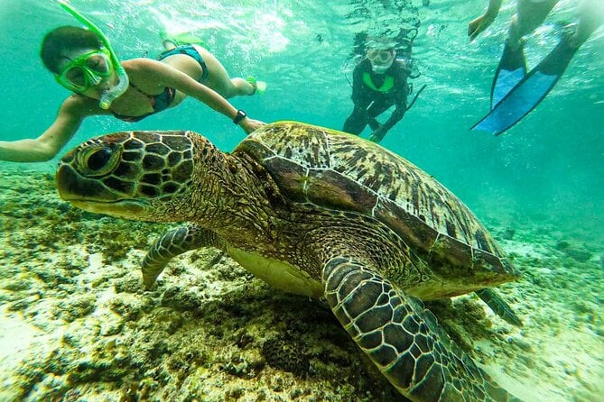 Oslob Whale Sharks & Moalboal Sardine Run Tour