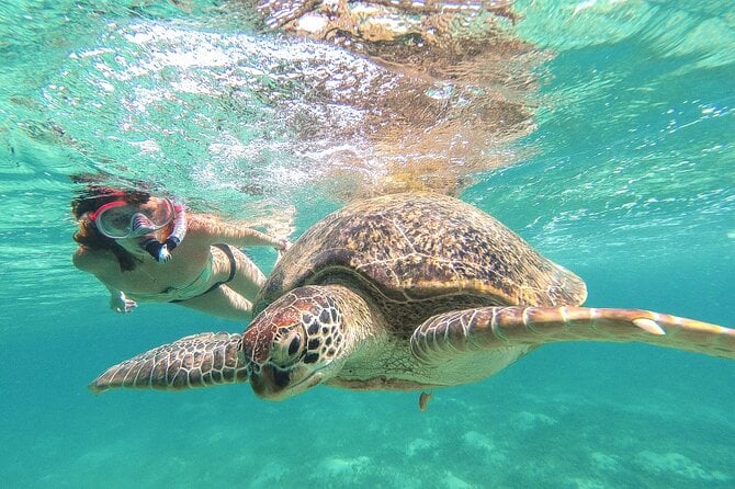 Akumal Turtle Snorkeling