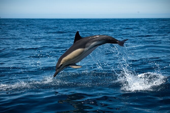 Sesimbra Dolphin Observation
