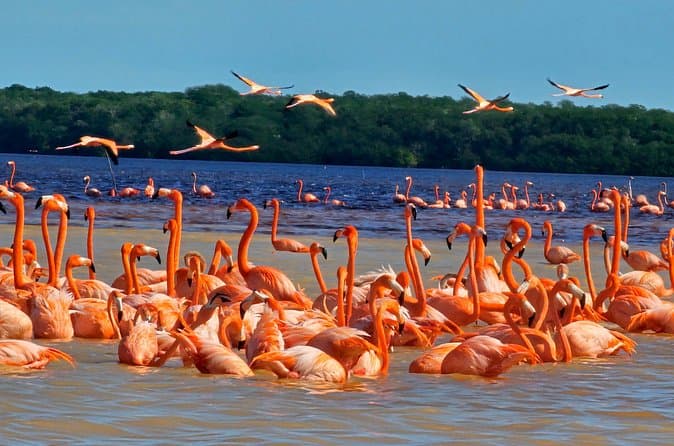 Best Celestun Flamingo Tours from Merida