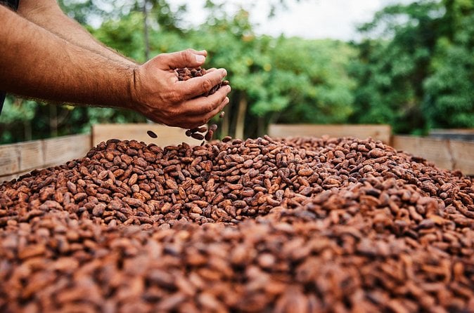 Kauai Chocolate Farm Tour