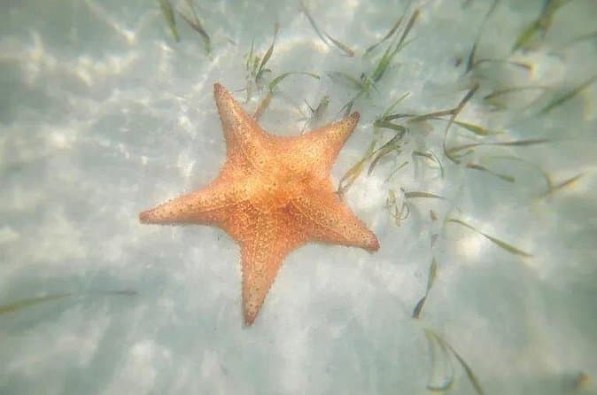 Best Snorkeling at Starfish Point