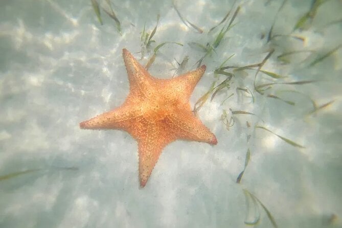 Starfish Point