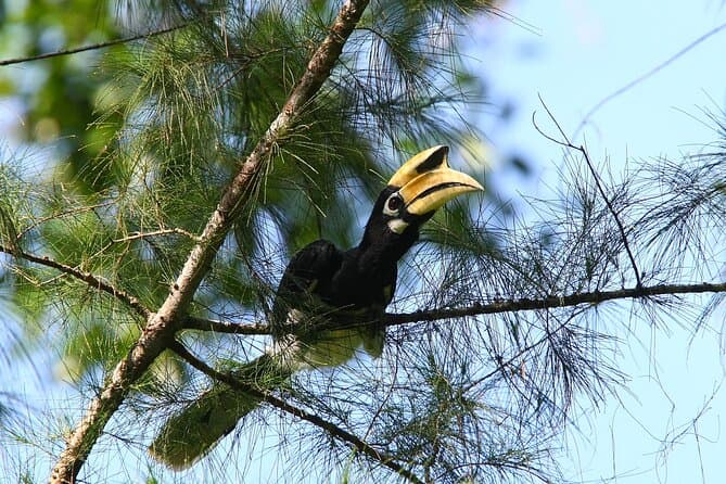 Best Wildlife Experiences & Animal Encounters in Langkawi