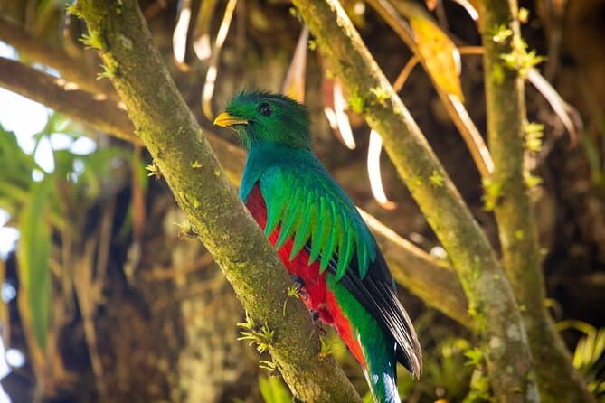 Unforgettable Monteverde Cloud Forest Walking Tours