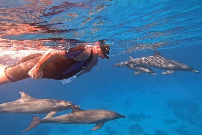 Best Dolphin House Snorkeling Tours in Hurghada
