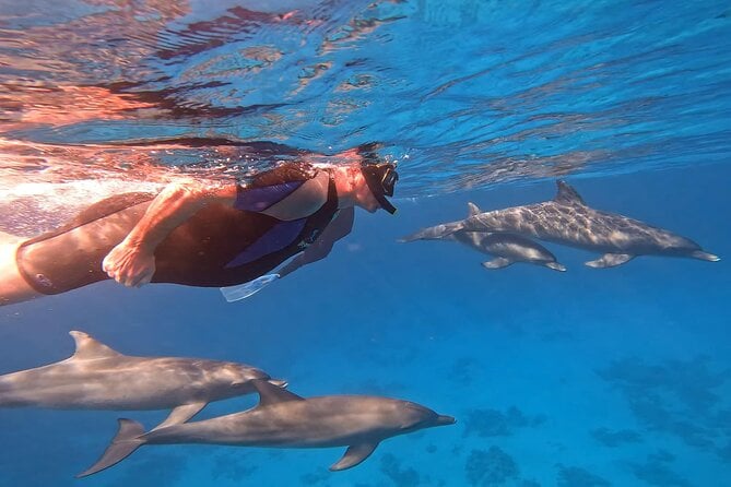 Dolphin House Snorkeling