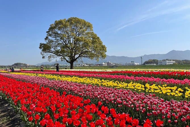 Best Fukuoka Cherry Blossom Tour with YokaBus
