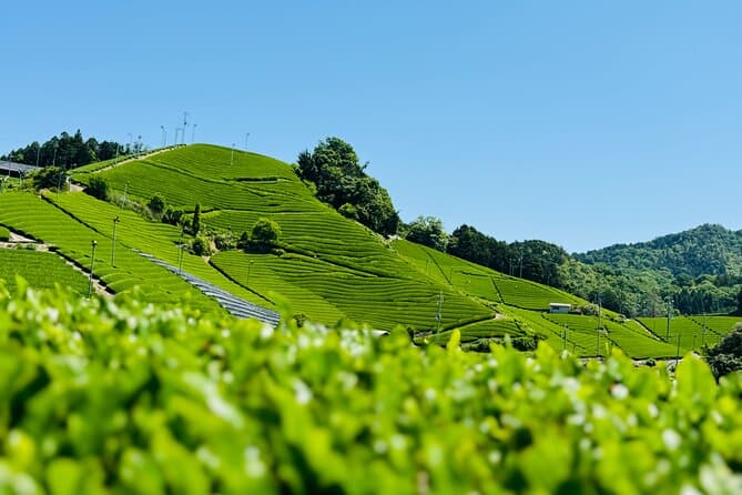 Best Uji Matcha Experiences & Tours