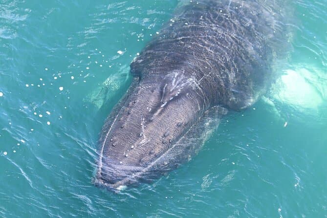 Unforgettable Whale Watching Adventures in Akureyri