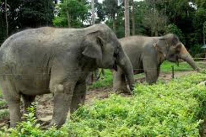 Compare Top Elephant Sanctuary Tours