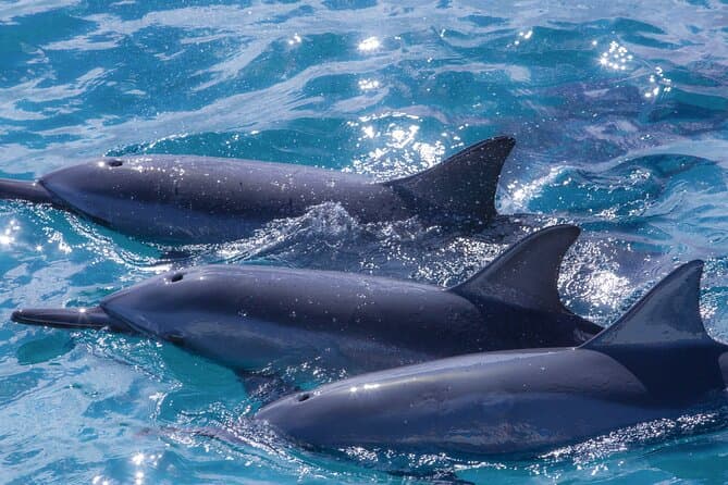Best Eco-Friendly Rafting Tours & Maui Ocean Adventures