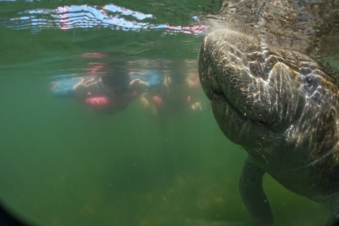 Crystal River Manatee Swim Tours & Experiences