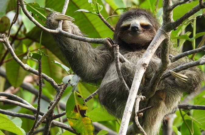 Best Bocas del Toro Boat Tours for Island Adventures
