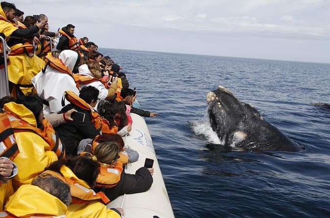 Best Rated Puerto Madryn Tours