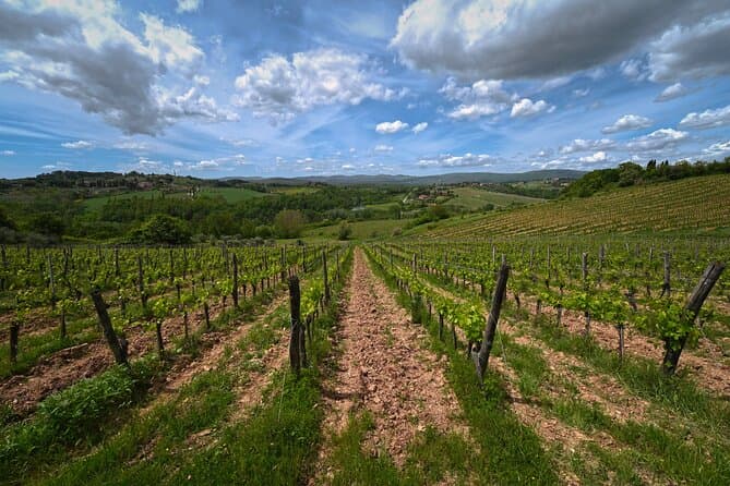 Authentic Wine Tasting Experiences in Siena, Italy