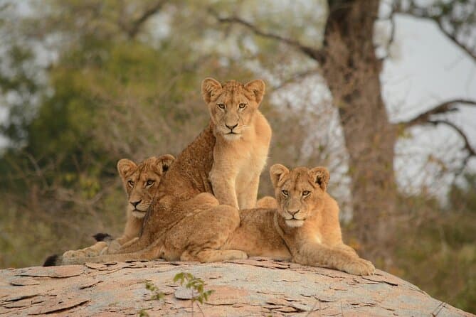 Top-Rated Panorama Route Tours in Johannesburg