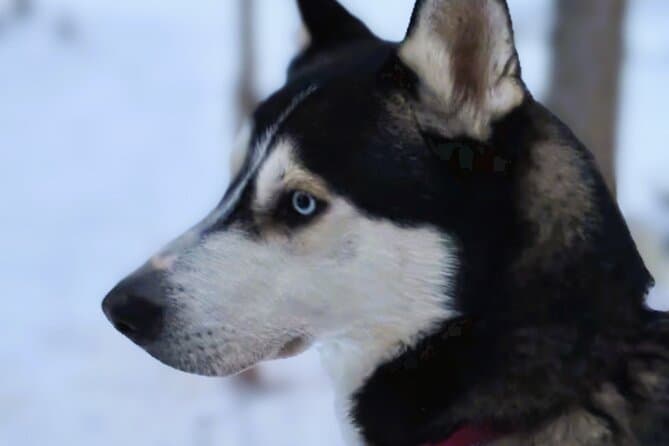 Epic Husky Sledding Tours in Levi Lapland