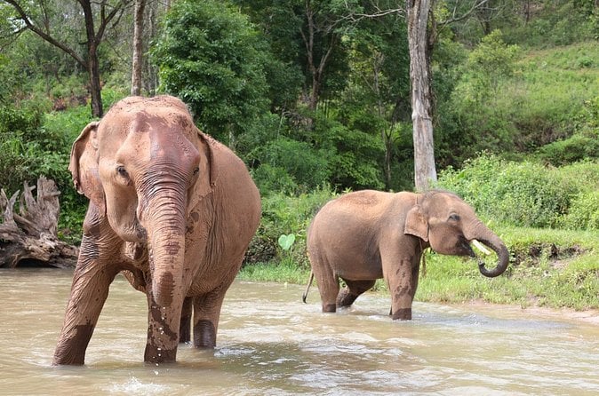 Elephant Sanctuary & Thai Cooking
