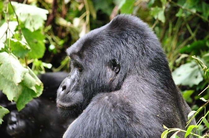 Kisoro Gorilla Trekking Tours & Travel Guide
