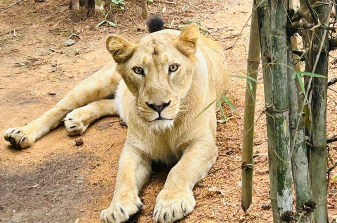 Bannerghatta Safari
