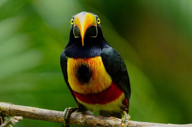 Manuel Antonio Birdwatching Tour