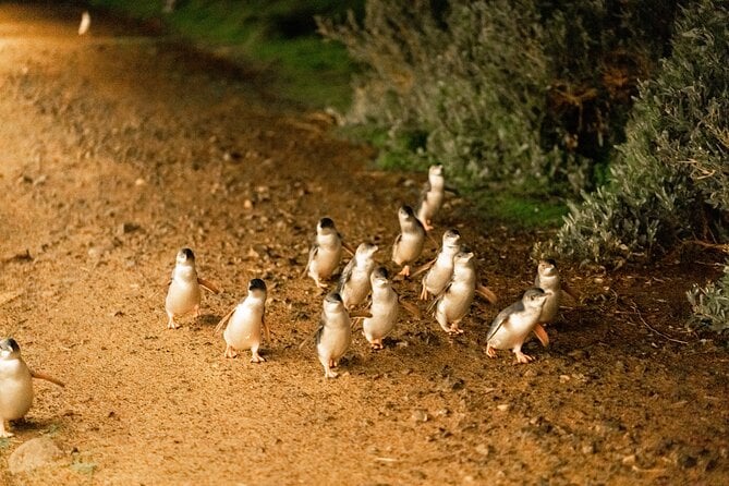 Penguin Parade - Phillip Island