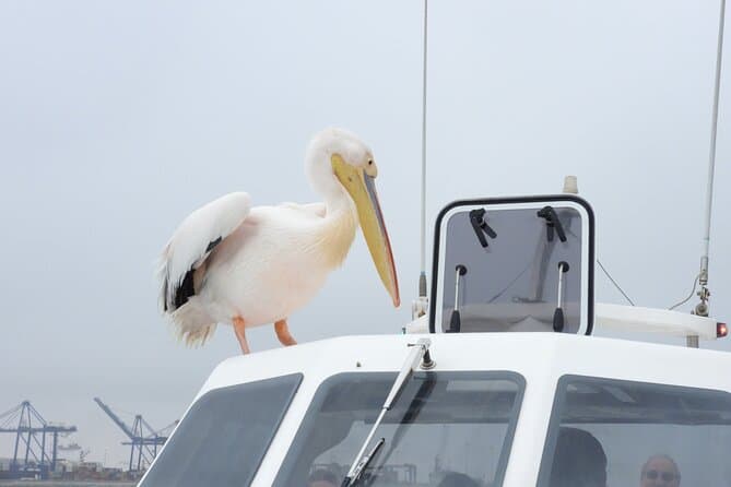 Best Dolphin Watching & Marine Cruises in Walvis Bay