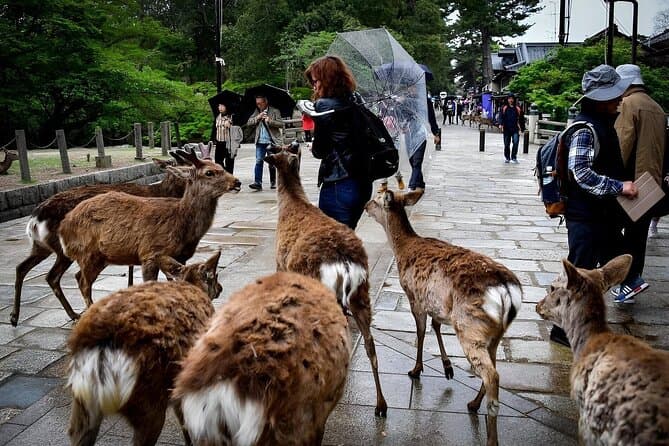 Nara Day Tour: Temples, Deer & Culture in Nara