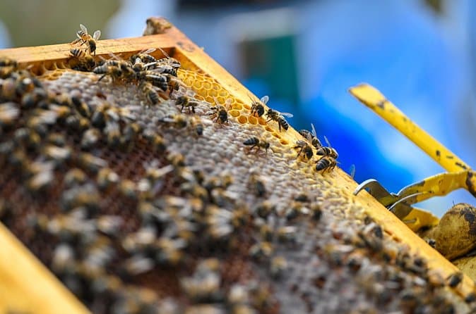 Best Apiculture Experience in Sao Miguel, Azores