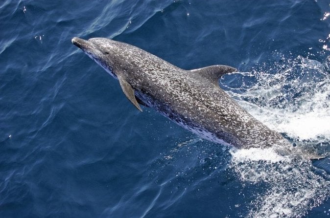 Lim Bay Dolphin Spotting Cruise