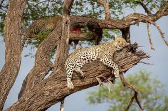 Cape Town Safari & Vineyard Explorer Guide