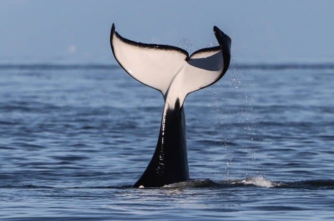 Compare Top-Rated Whale Watching Tours in Victoria