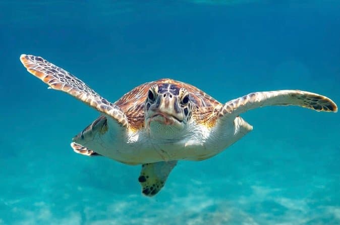 Top-Rated Vieques Shore Snorkeling Tours