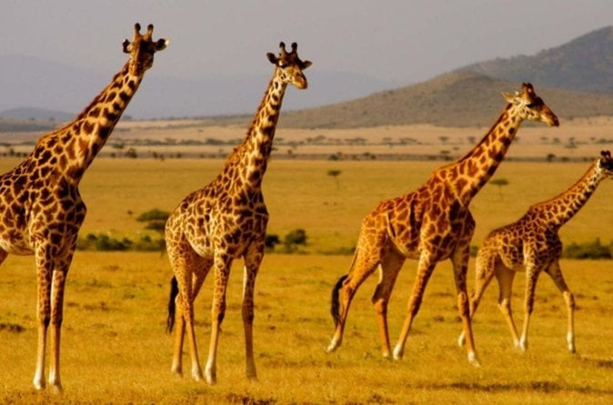 KwaZulu-Natal Wildlife & Culture Day Tour