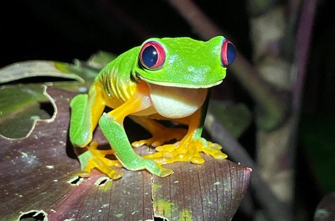 Manuel Antonio Night Walk