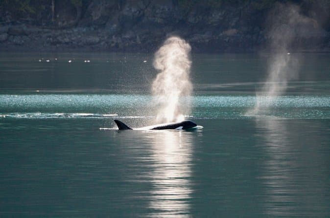 Compare Anacortes Whale Tours