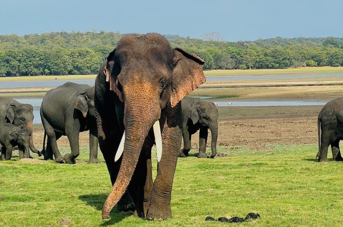 Best Sigiriya Rock & Safari Tours