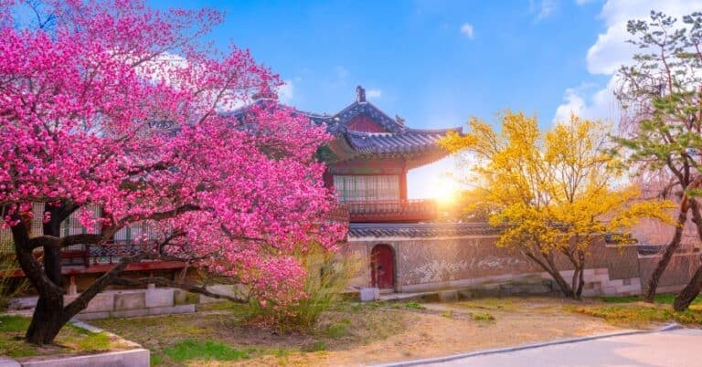 Best Places To See Cherry Blossoms in Seoul: Sakura Festivals, Tips & More