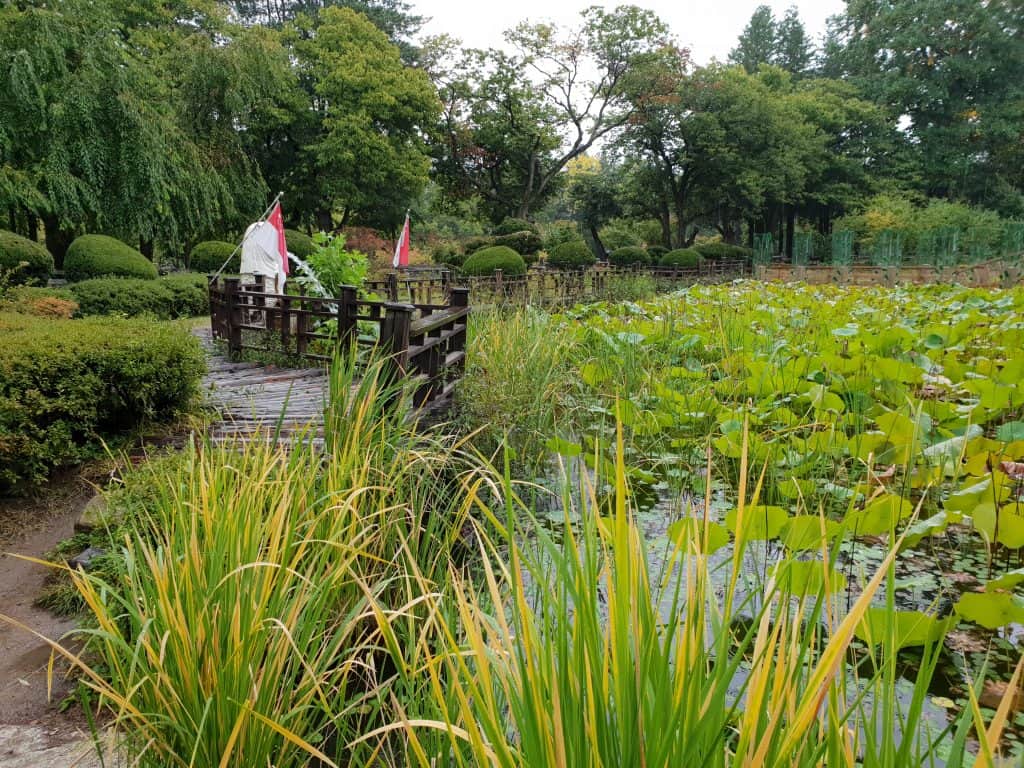 Lotus Garden of Nami Island