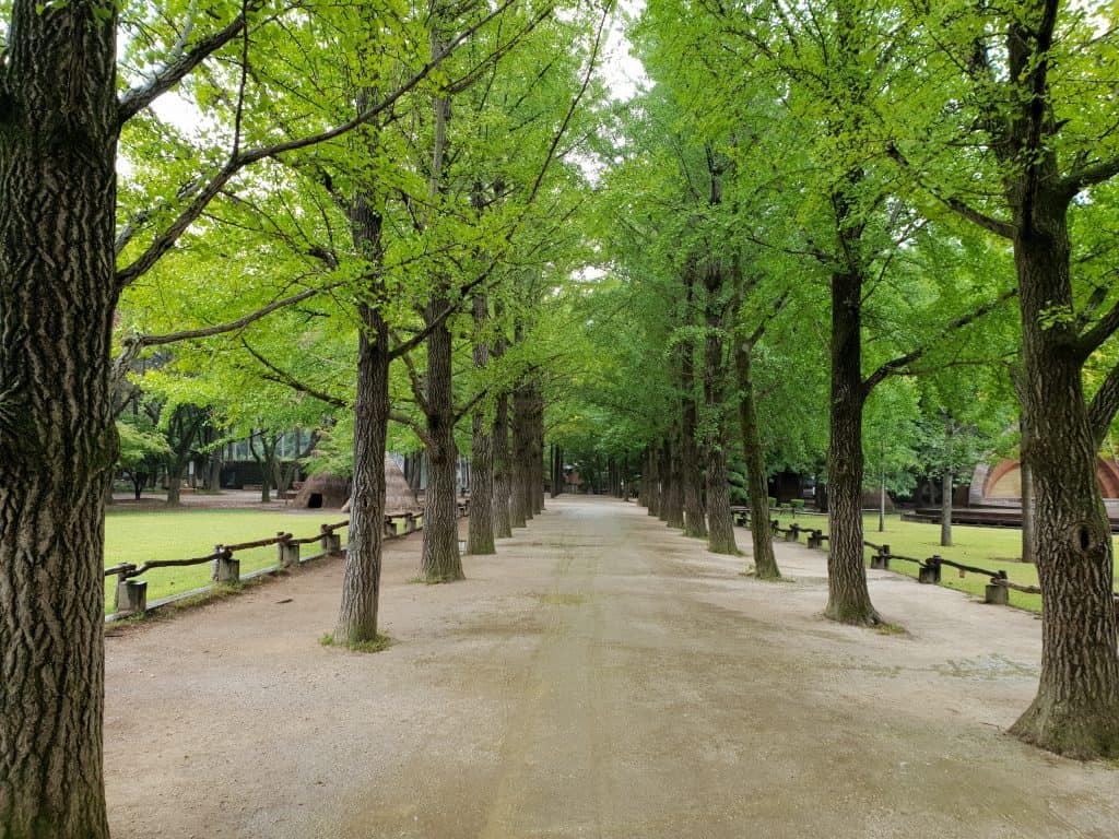 Birch tree walkway in Nami Island