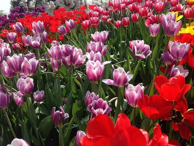 Everland Tulip Festival