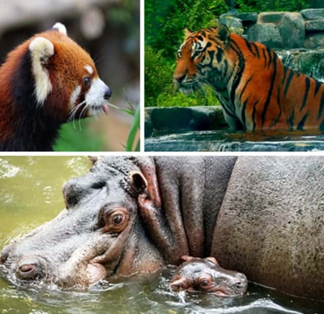 Seoul Grand Park Zoo Animals