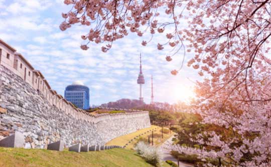 namsan tower cherry blossom festival seoul